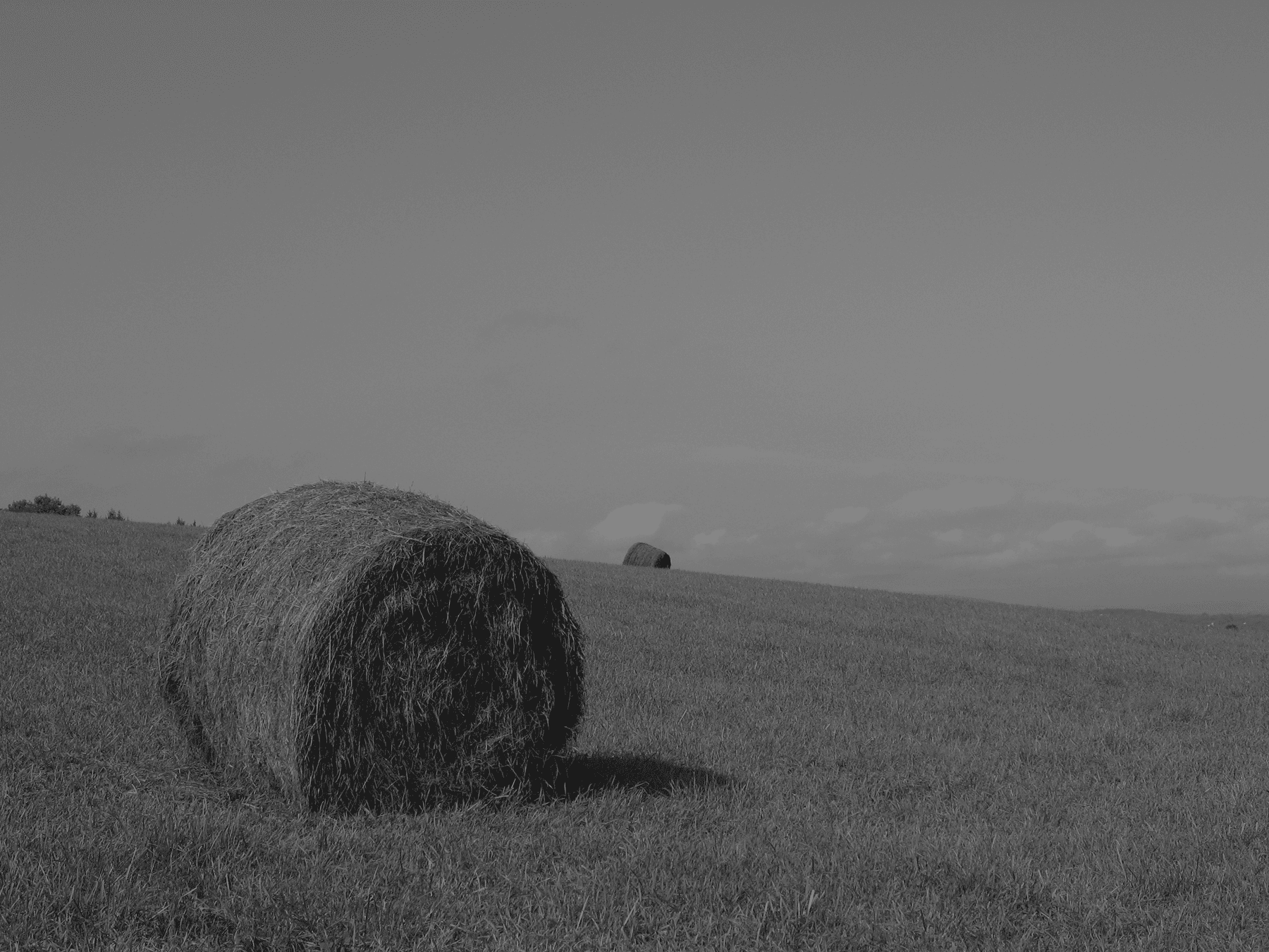 hay